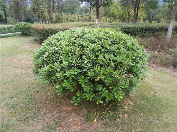 海桐圖片 海桐圖片