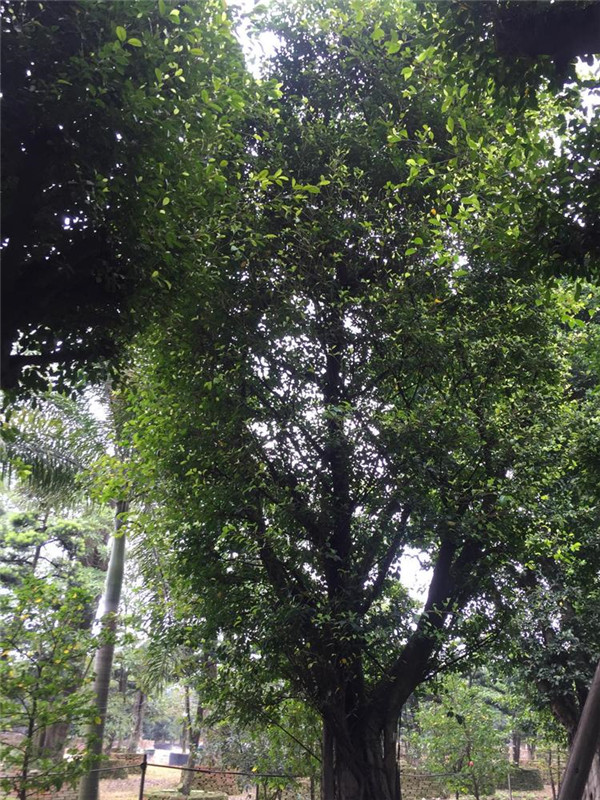 榕樹圖片 榕樹圖片