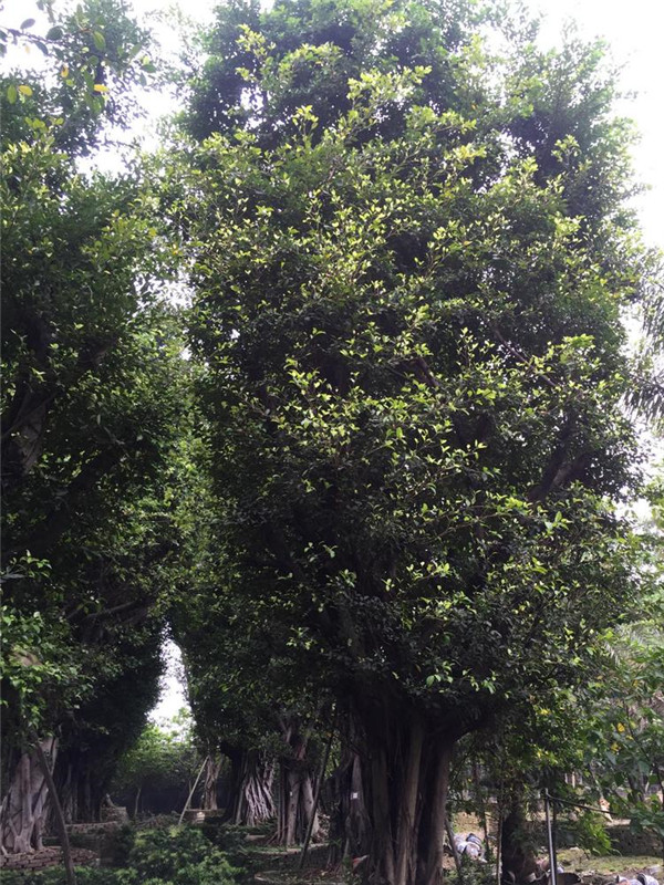 榕樹圖片 榕樹圖片