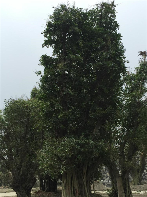 榕樹圖片 榕樹圖片