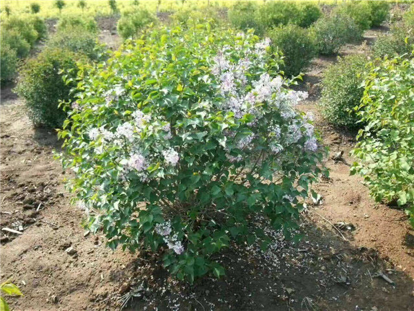 丁香圖片 丁香圖片