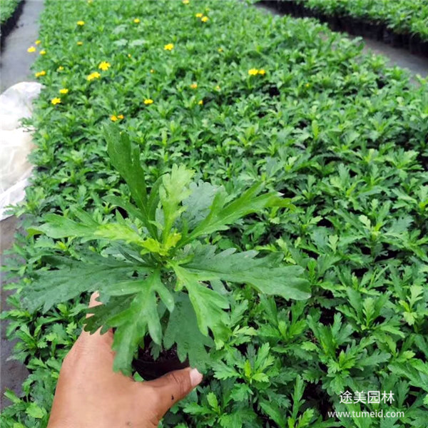 黃金菊圖片 黃金菊圖片