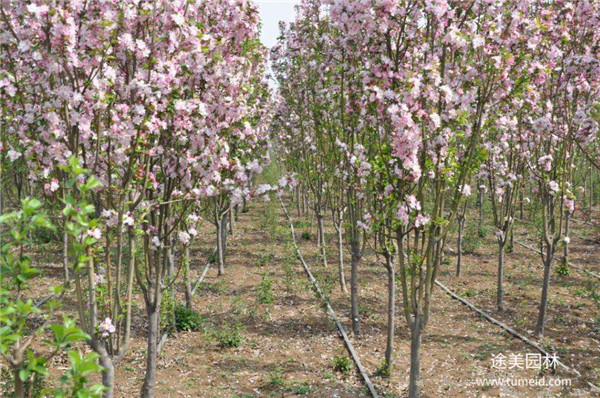 西府海棠圖片 西府海棠圖片