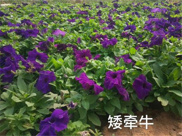 矮牽牛圖片 矮牽牛圖片