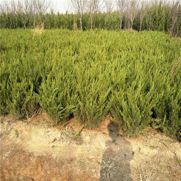 側柏圖片 側柏圖片