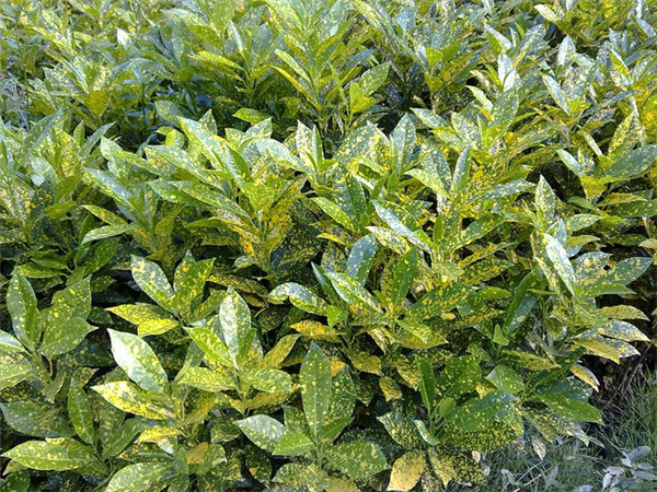 花葉青木圖片 花葉青木圖片