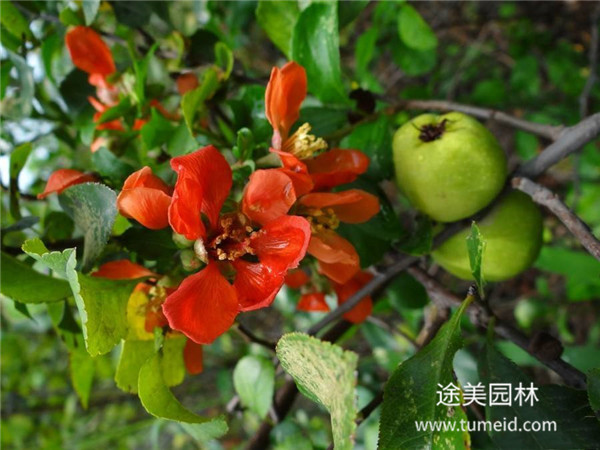 木瓜海棠圖片 木瓜海棠圖片