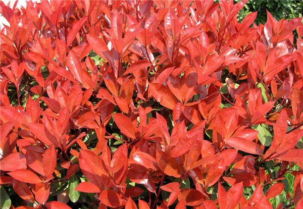 石楠圖片 石楠圖片