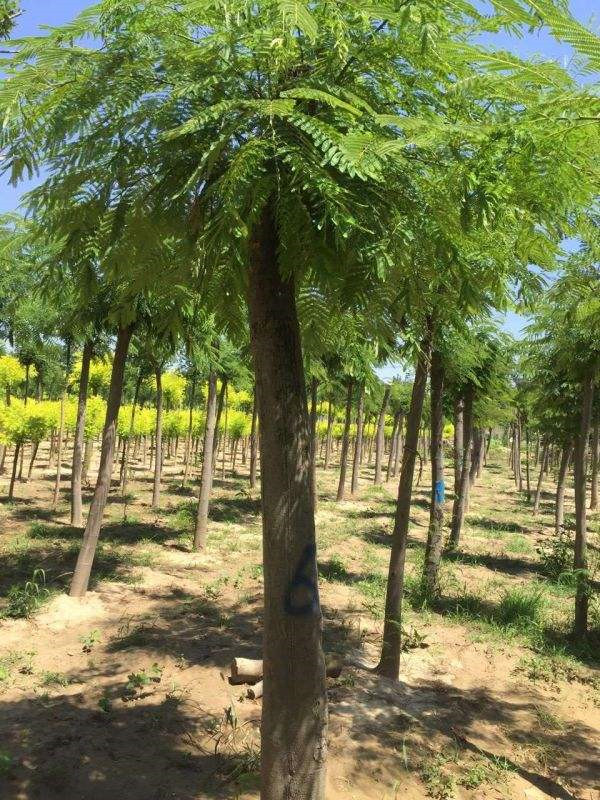 合歡樹圖片 合歡樹圖片