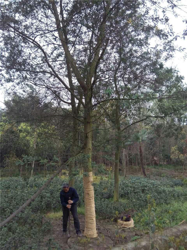 合歡樹圖片 合歡樹圖片