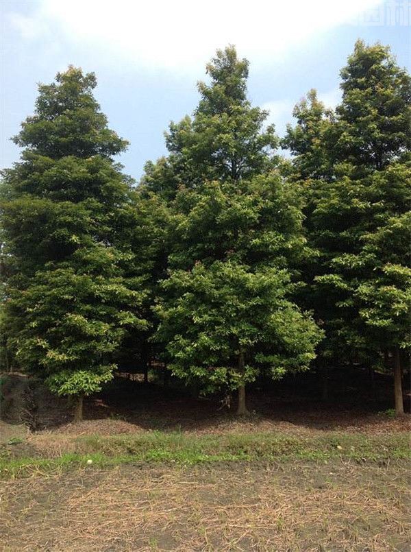 小葉楨楠 小葉楨楠