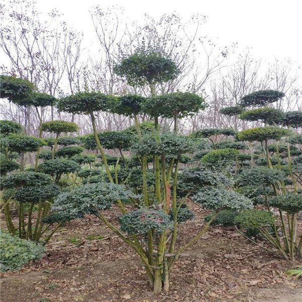 小葉女貞 小葉女貞