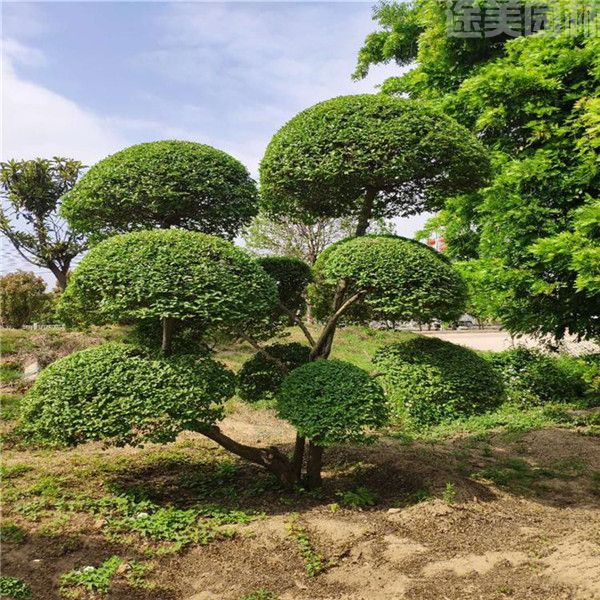 小葉女貞 小葉女貞